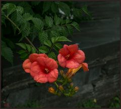 NACH DEM REGEN GESTERN