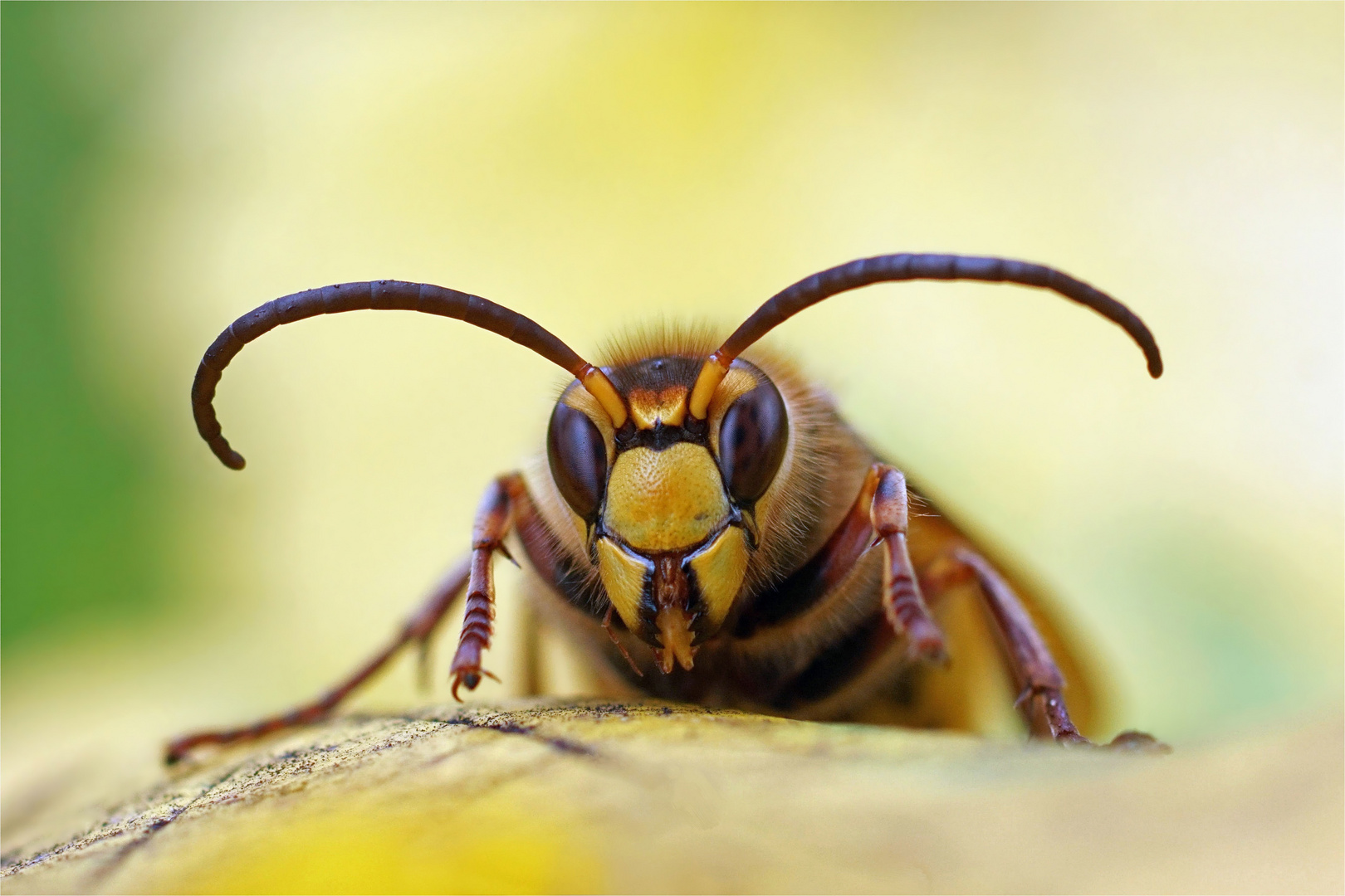 Nach dem Regen - Hornissendrohn - Vespa crabro crabro