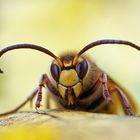 Nach dem Regen - Hornissendrohn - Vespa crabro crabro