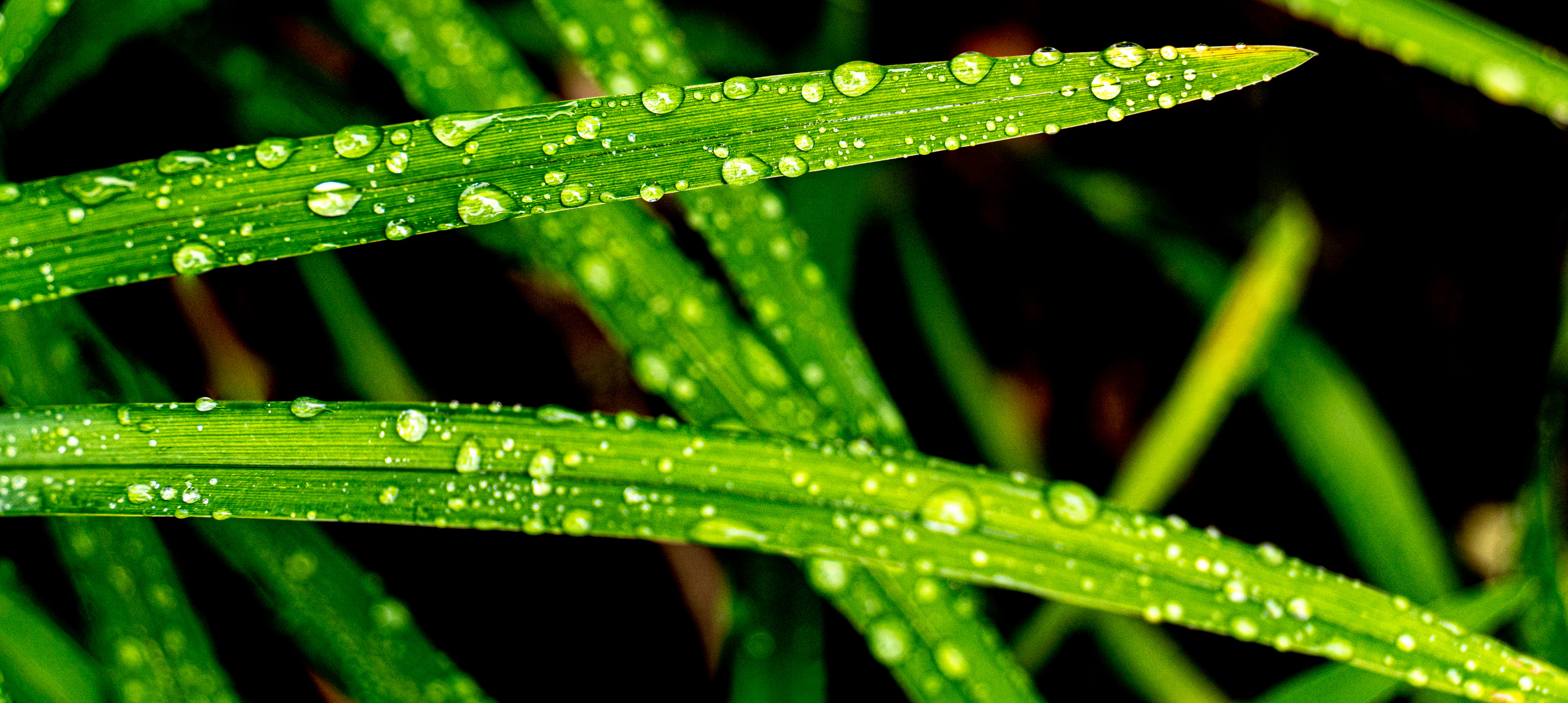 nach dem Regen I