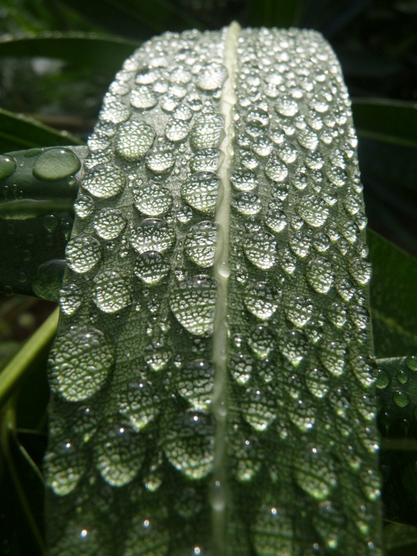 Nach dem Regen II