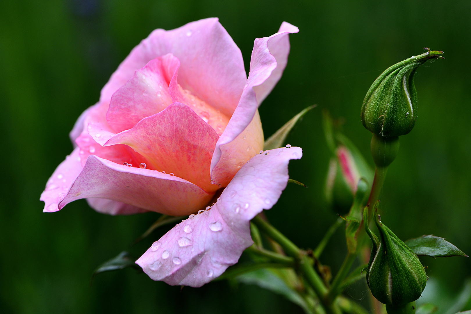 Nach dem Regen II