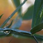 Nach dem Regen II