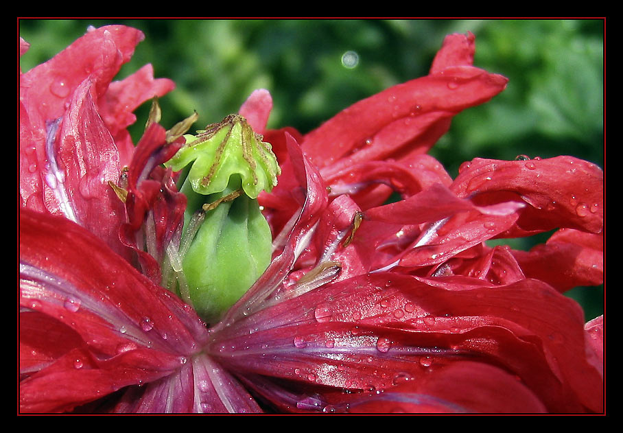 Nach dem Regen II