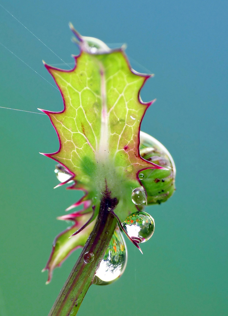 Nach dem Regen II