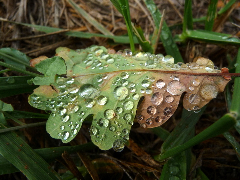 Nach dem Regen III