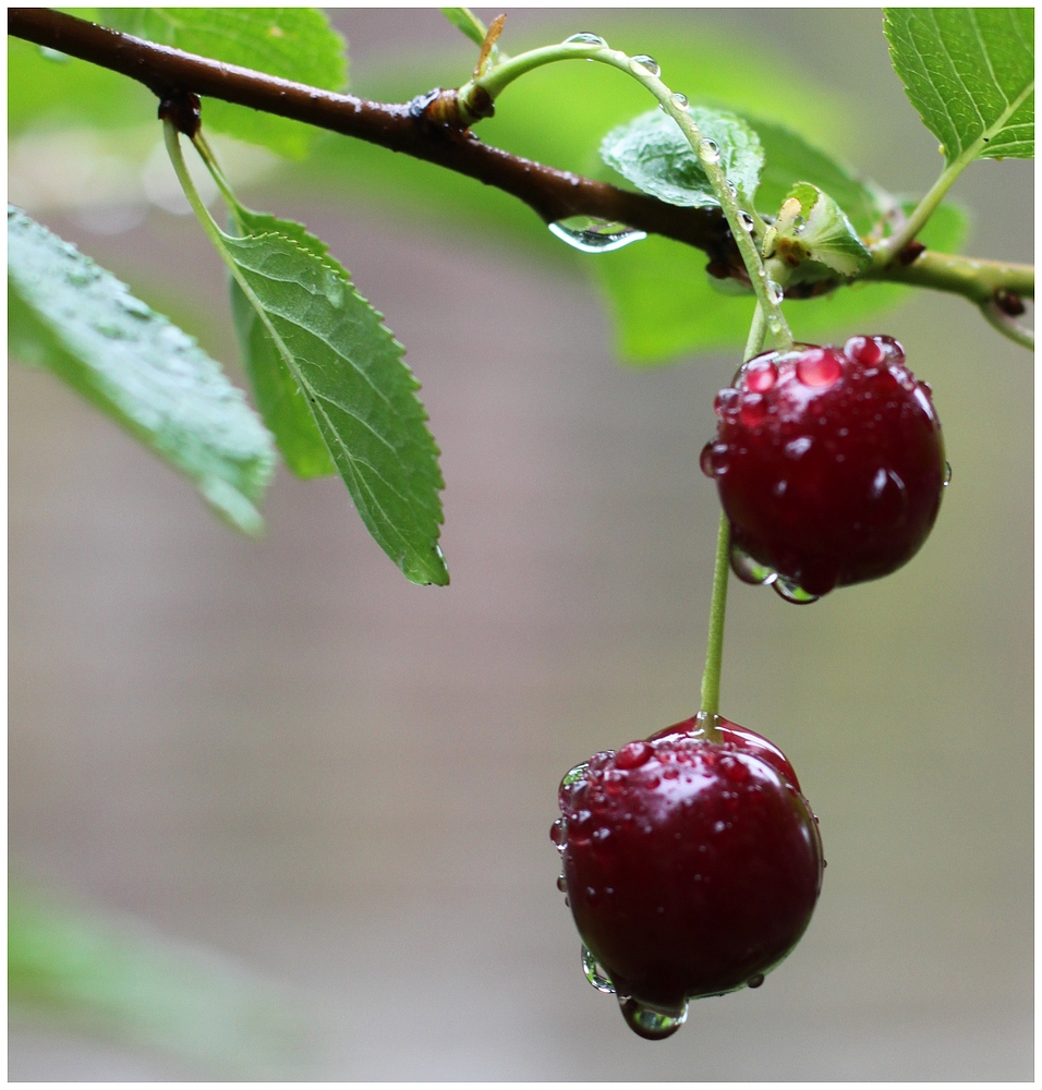 Nach dem Regen III