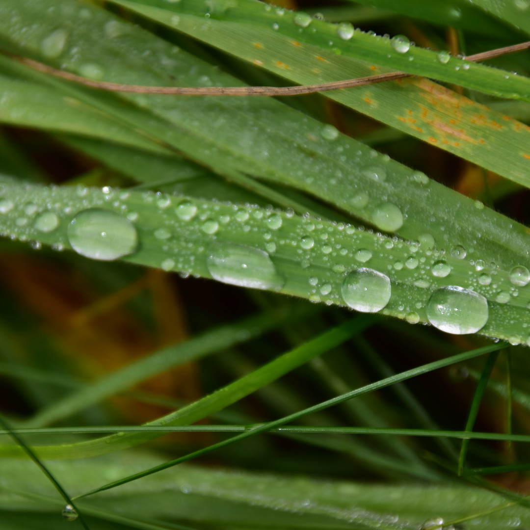 Nach dem Regen III