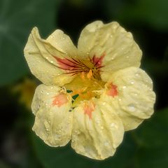 Nach dem Regen im Garten 1