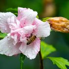 Nach dem Regen im Garten 2