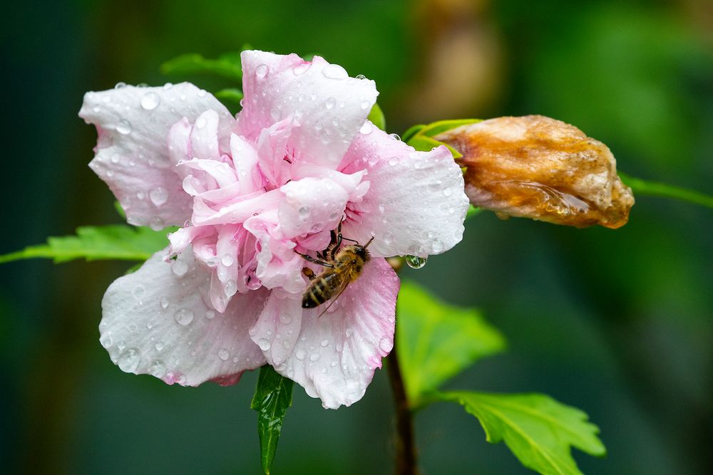 Nach dem Regen im Garten 2