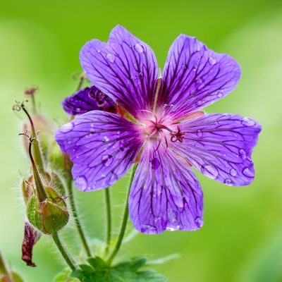 Nach dem Regen im Garten