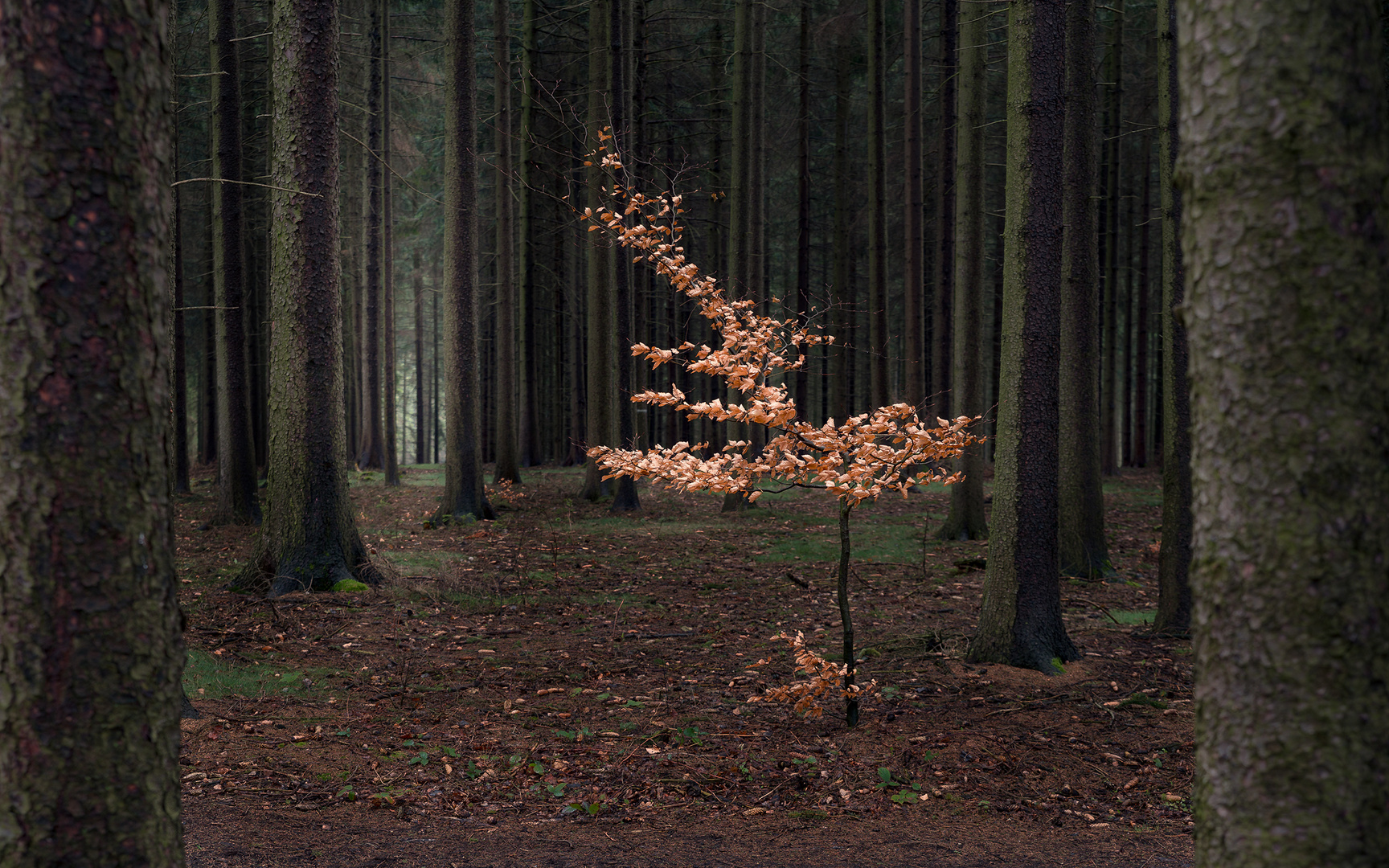 Nach dem Regen im Wald