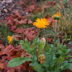 nach dem Regen im Wingert_W2R2108-1799