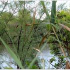 Nach dem Regen in der Albufera