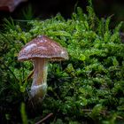 Nach dem Regen ist vor dem Regen 