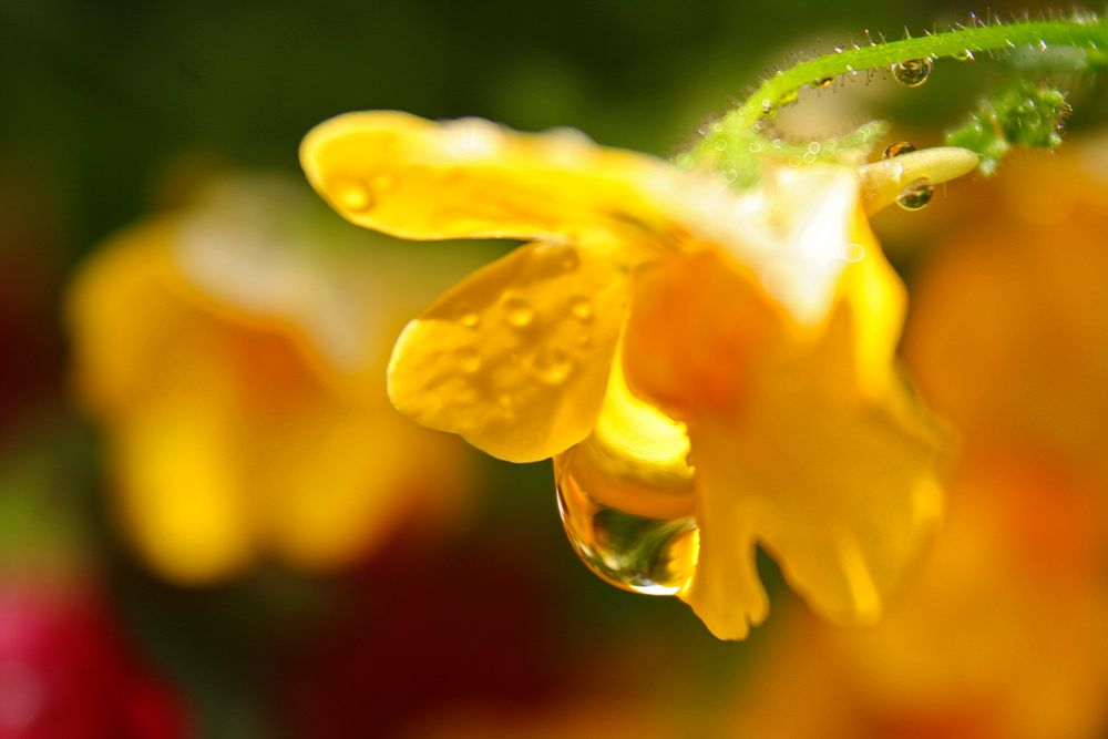 Nach dem Regen ist vor dem Regen