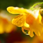 Nach dem Regen ist vor dem Regen