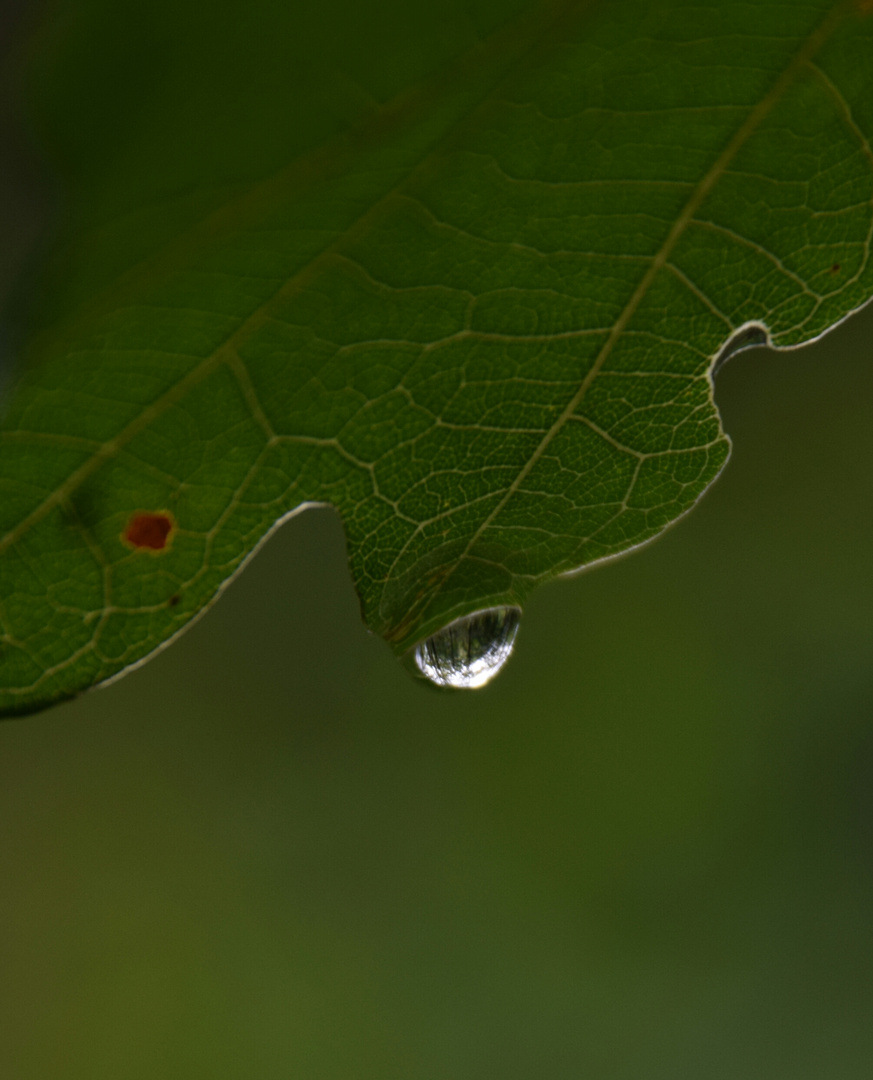 Nach dem Regen IV