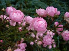 Nach dem Regen - Kleinblütige Bodendecker-Rose "Fairy"