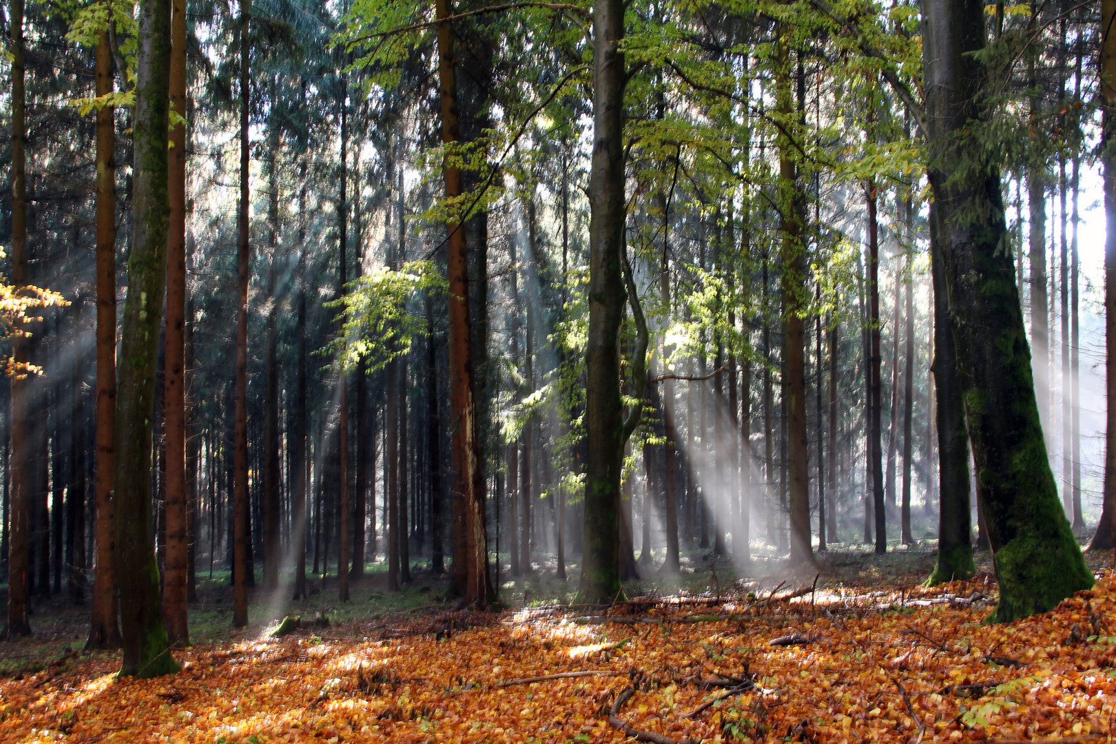 Nach dem Regen kommt die Sonne