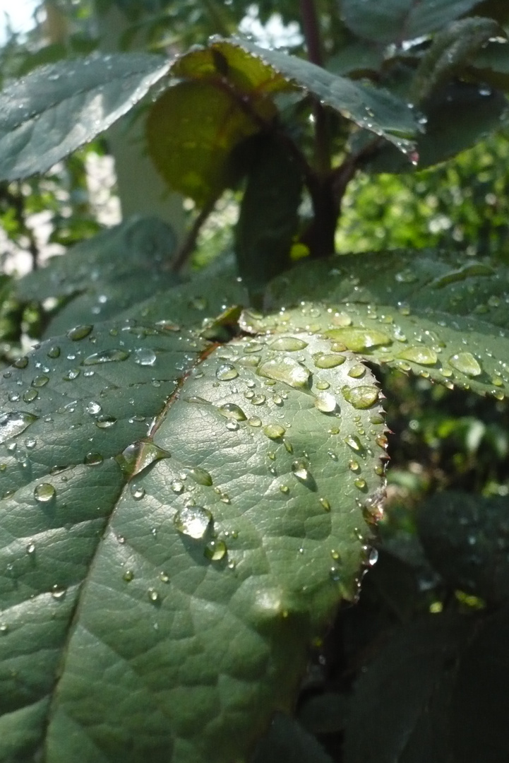 Nach dem Regen kommt die Sonne