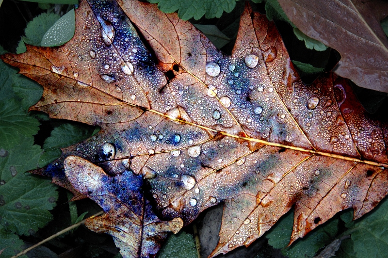 Nach dem Regen - Novemberblätter