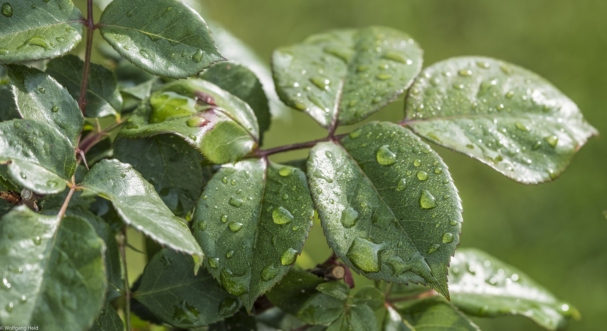 nach dem Regen Nr. 2 :