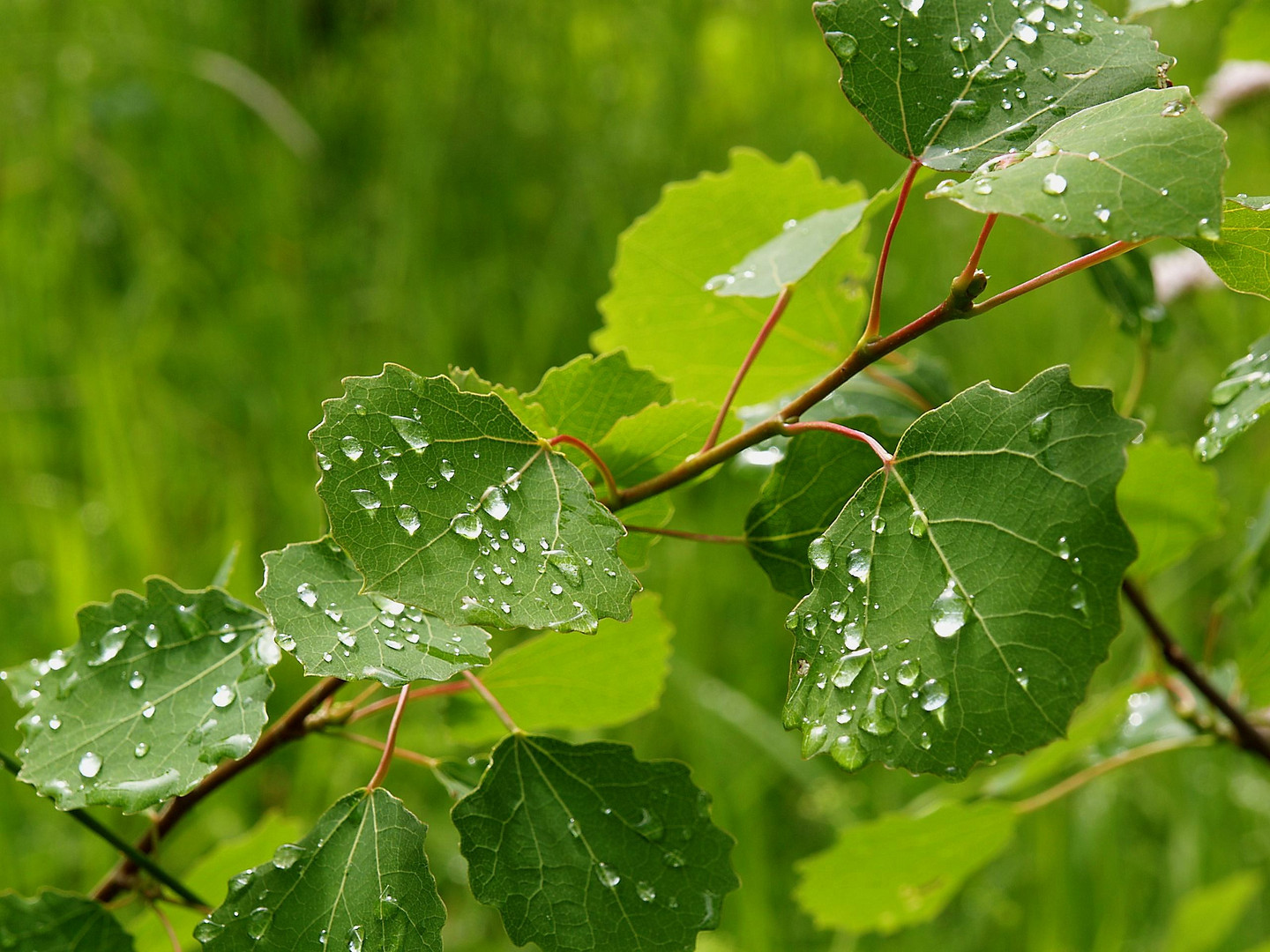 Nach dem Regen     P6262508