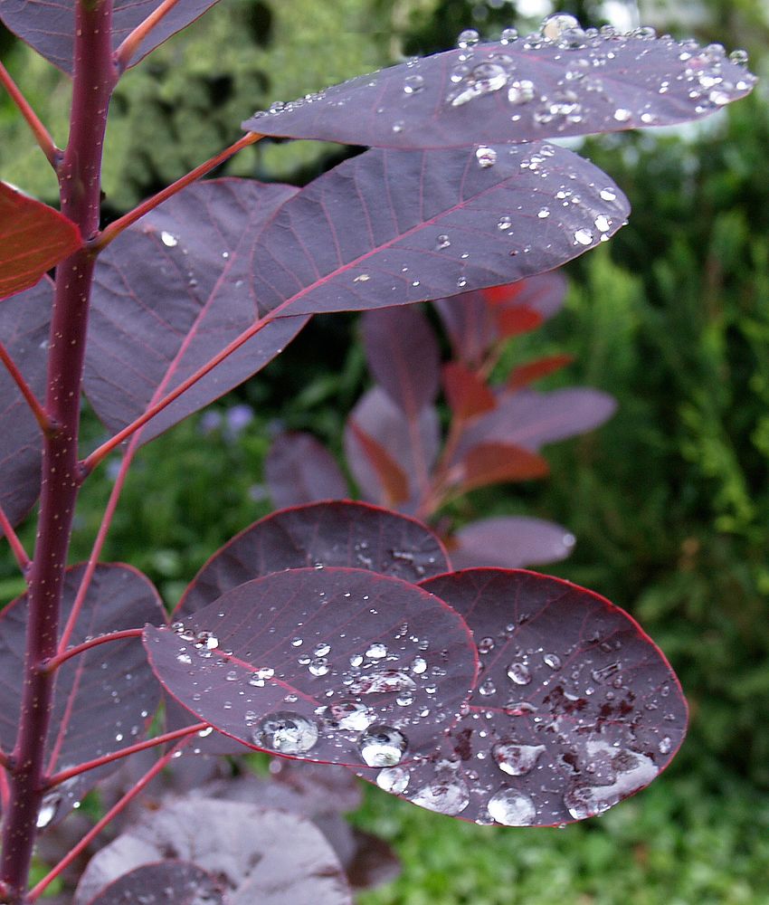 Nach dem Regen, Perückenstrauch