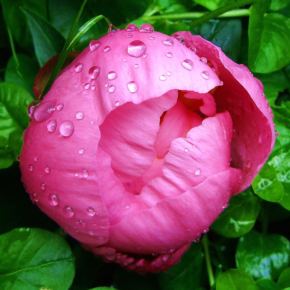 Nach dem Regen (Pfingstrose aus unserem Garten)