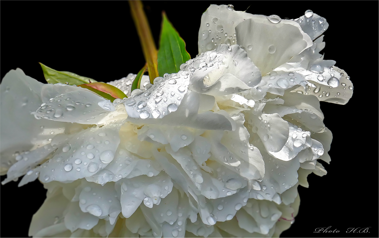 Nach dem Regen - Pfingstrose