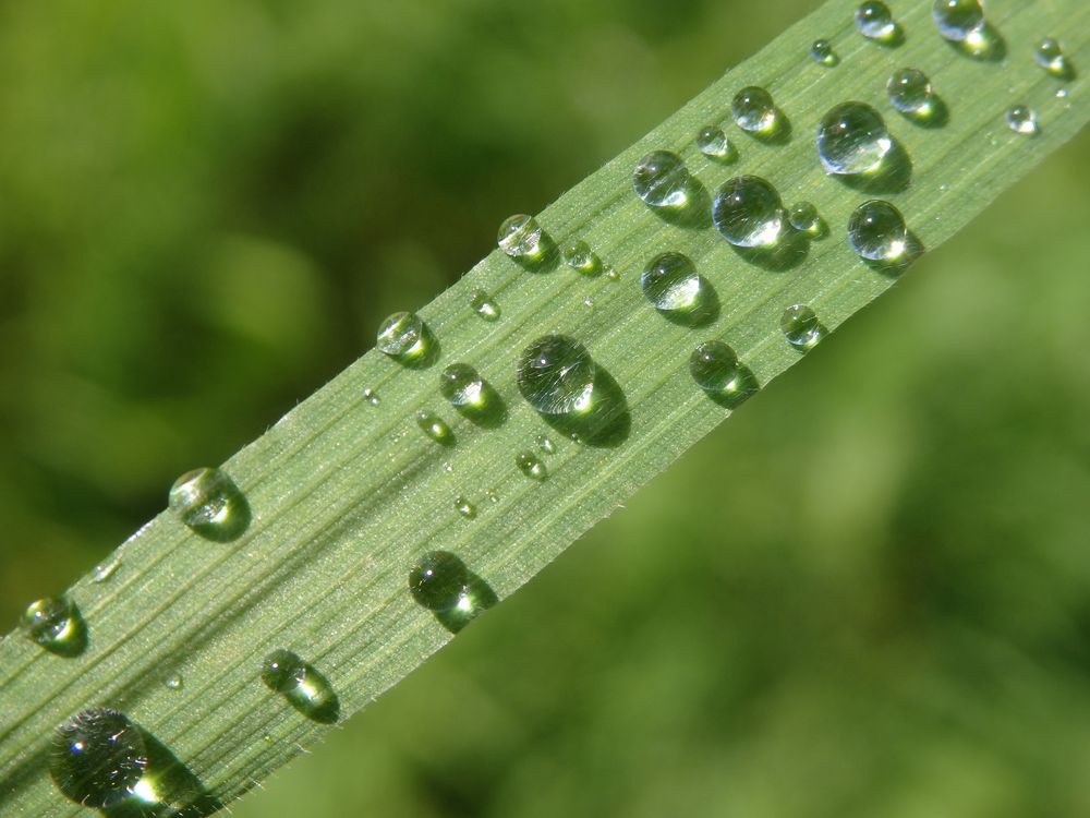 Nach dem Regen - Regentropfen auf einem Grashalm