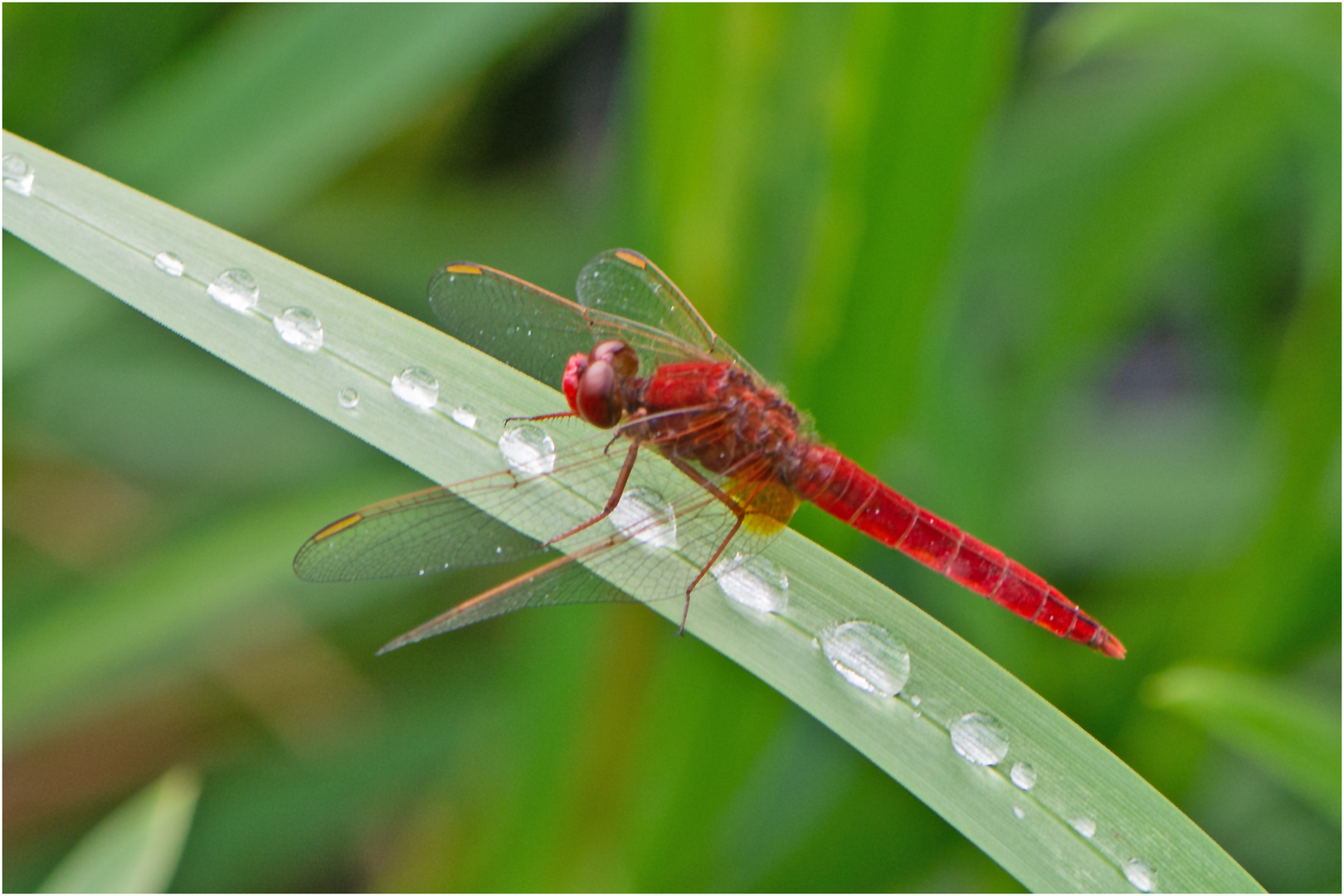 Nach dem Regen saß die Feuerlibelle (Crocothemis erythraea) . . .