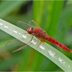 Nach dem Regen saß die Feuerlibelle (Crocothemis erythraea) . . .