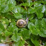 Nach dem Regen ... Schneckensegen