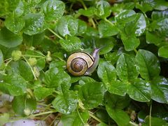 Nach dem Regen ... Schneckensegen