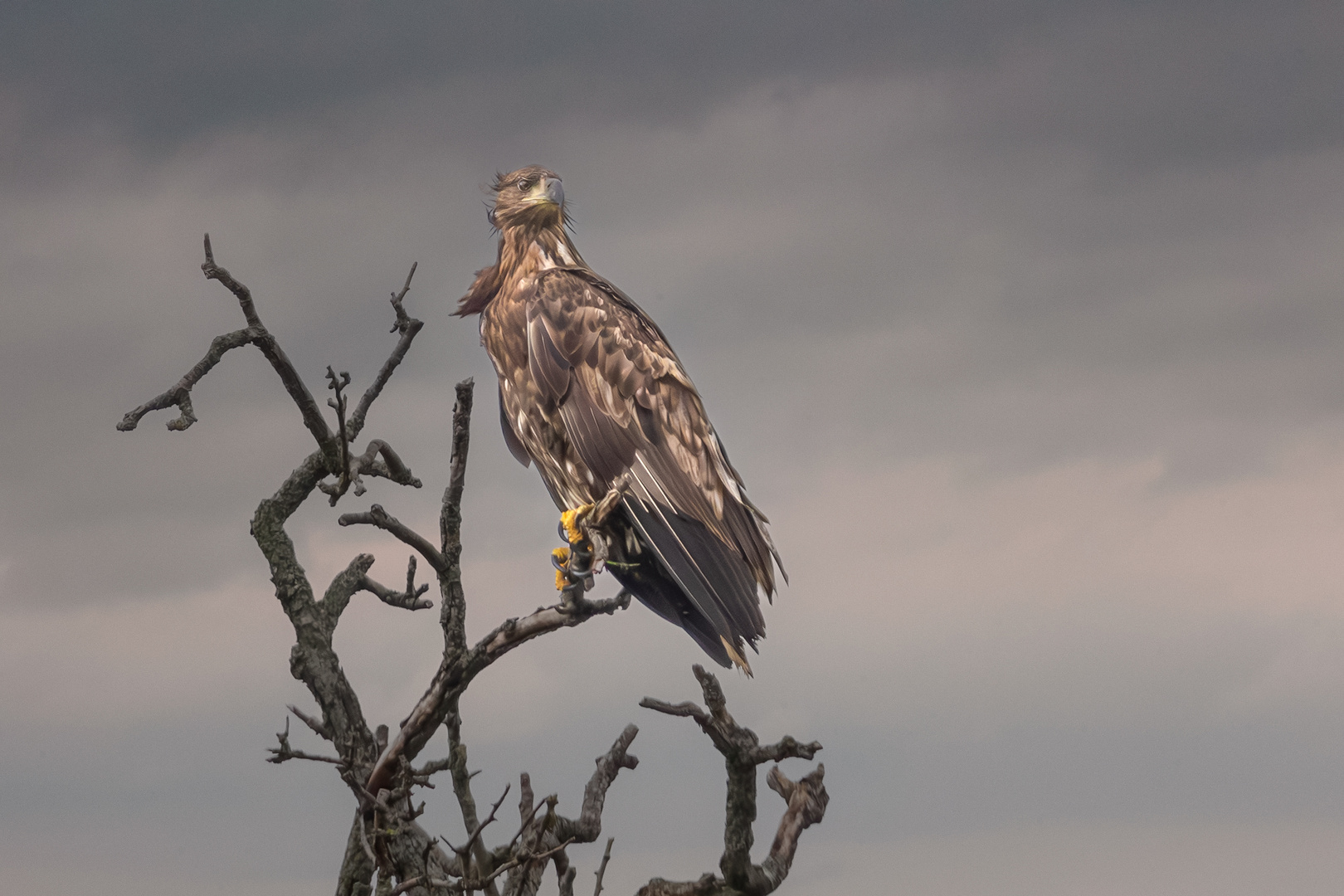 ... nach dem Regen, Seeadler, Jungvogel ... 