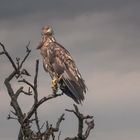 ... nach dem Regen, Seeadler, Jungvogel ... 