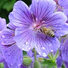 Nach dem Regen sind die Blüten sauber