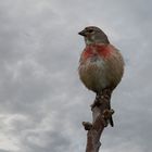 Nach dem Regen sitzen bleiben 