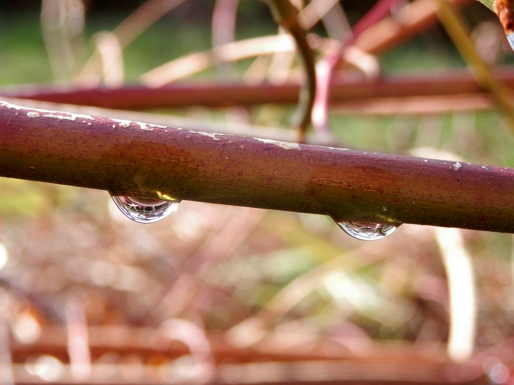 Nach dem Regen - Tristesse im Januar