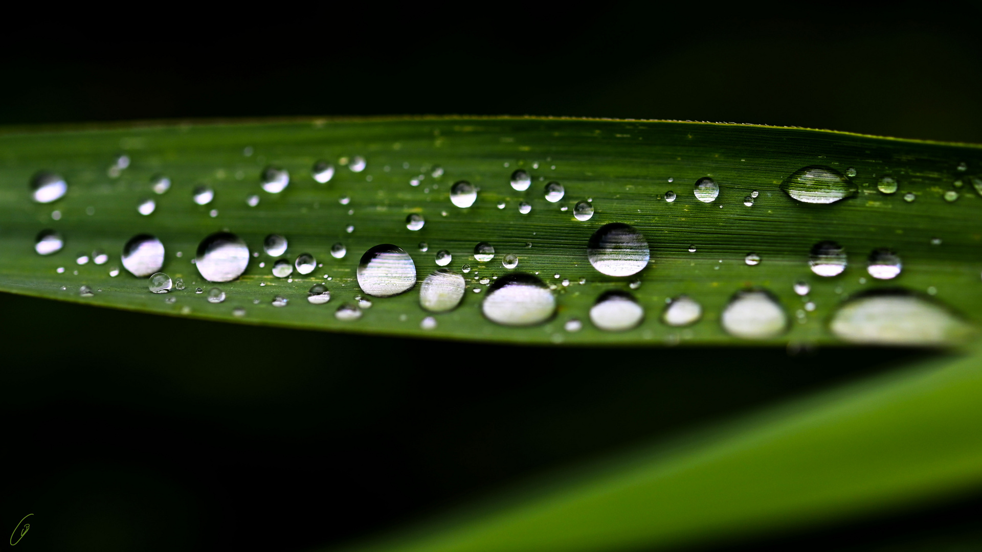 Nach dem Regen (Tropfen)