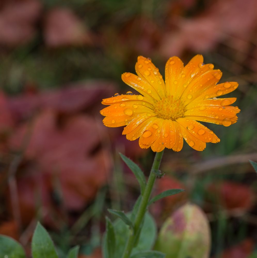 nach dem Regen _W2R2106-1799