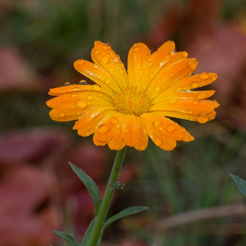 nach dem Regen _W2R2107-1799