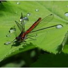 ... nach dem Regen war ... - hier ist "vor dem Regen" !!  :-(