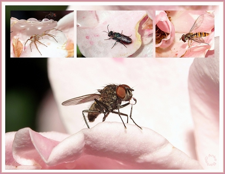 Nach dem Regen wird es lebendig in den Rosen