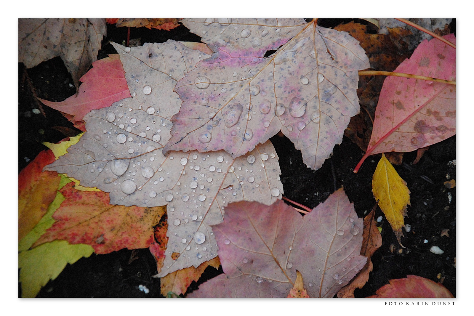 nach dem Regen1