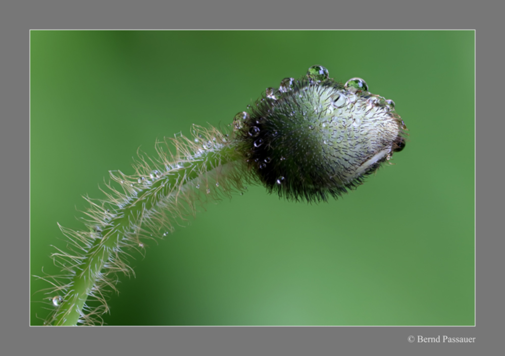 Nach dem Regen_2