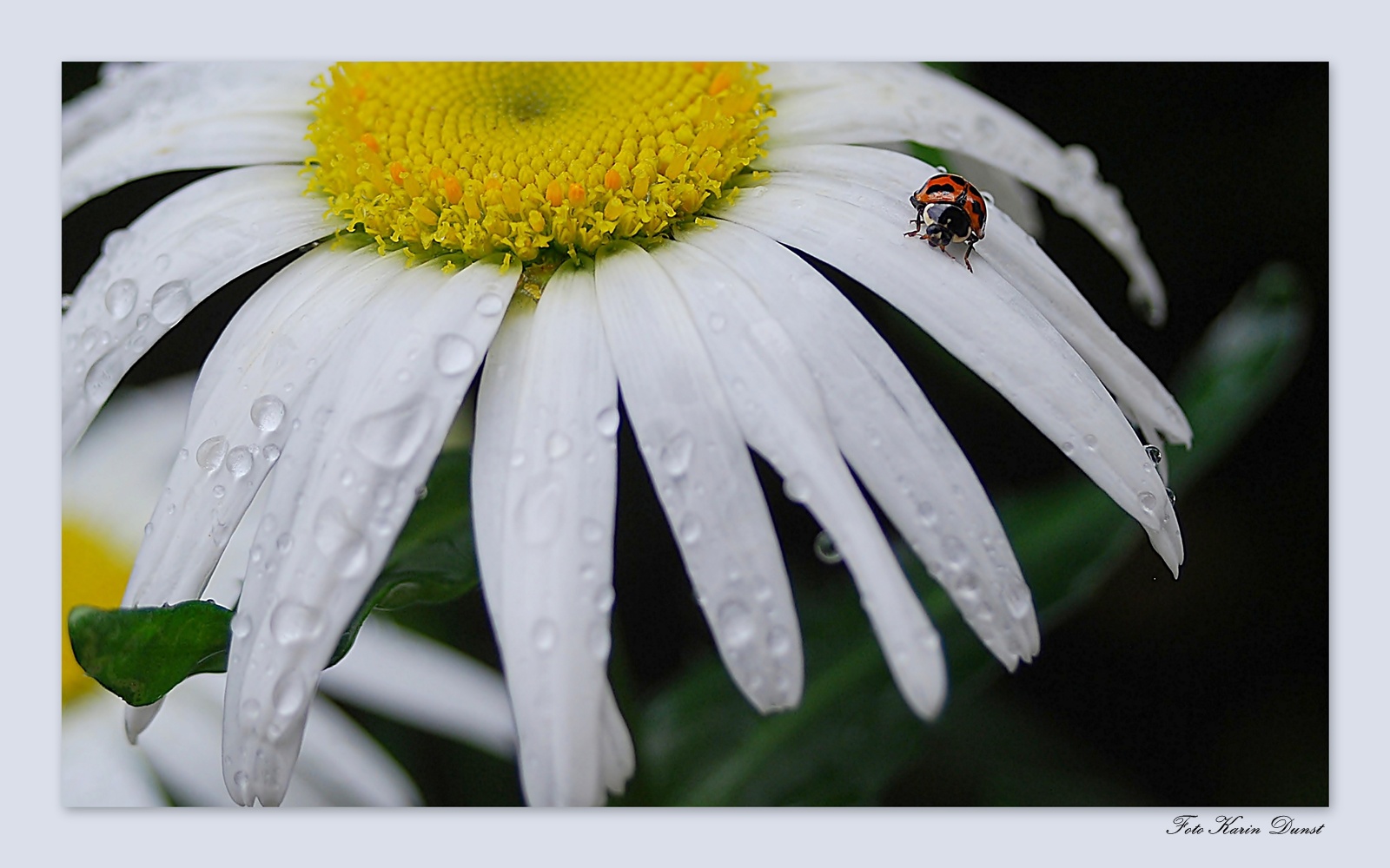 nach dem Regen2